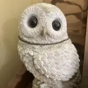 白フクロウの画像