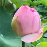 はすねの画像