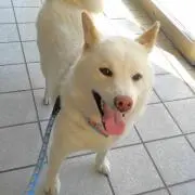むさしの画像