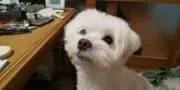 まるのすけの画像