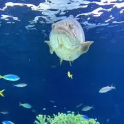 音羽の画像