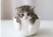 三毛猫~断捨離中~の画像
