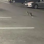 たんす