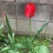 オールドマン1の画像