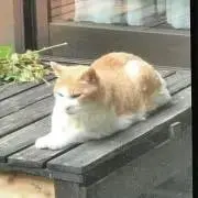 チャラの画像