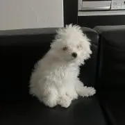 華の画像