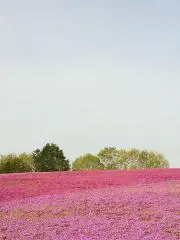 あおいしゅうの画像