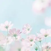 pippiの画像