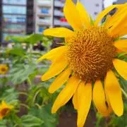sunnyの画像