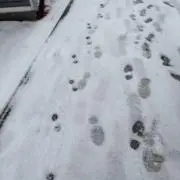 ちぢみの画像