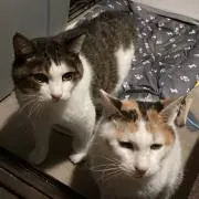 やっちの画像