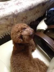 りょうちゃの画像