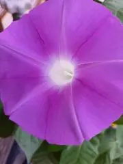 おまつの画像