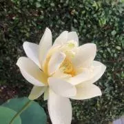 ♯