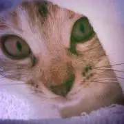閖愛ΦωΦ≡の画像