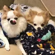 チロルチョコ