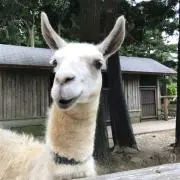 ヤギ美の画像