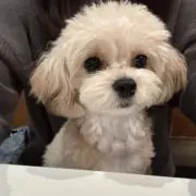 Mariの画像