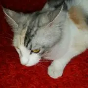 ☆ari☆