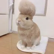 ココココ