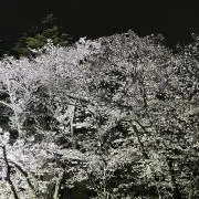 こむぎの画像