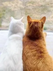 のり