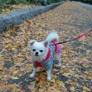 すずママの画像
