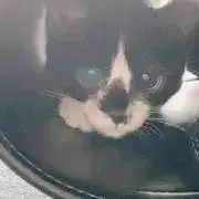 白ぽんぽ
