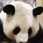 むーみんの画像
