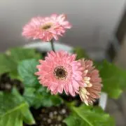 うさぴーの画像