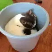 かろろん