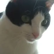 レイニ