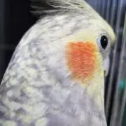 ゆきち