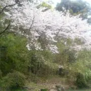 零桜雅ママ