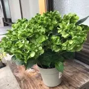 miikoの画像