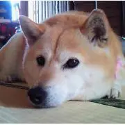 ヒマワリLOVE