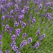 花☆の画像
