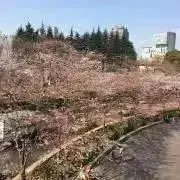 mioの画像