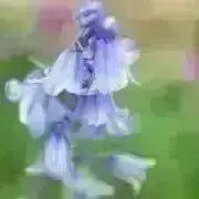 little my 次回6日発送の画像