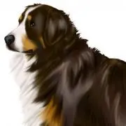マック