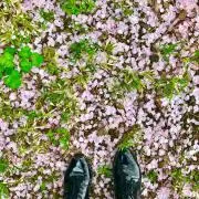 びーたの画像