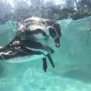 しののめ