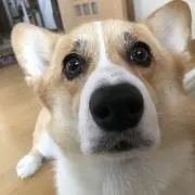 モコやん