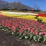 みしんの画像
