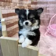 ふ～の画像
