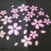 SAKURAの画像