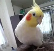 ミカママの画像