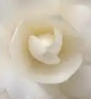 camelia  |  即購入OKの画像