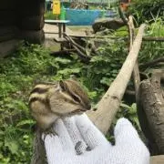リスの画像