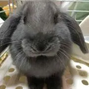 まるまる